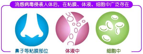 圖為流感病毒進入人體后在人體不同部位廣泛存在