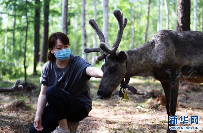 游客在根河市烏力庫(kù)瑪林場(chǎng)的馴鹿放養(yǎng)點(diǎn)撫摸馴鹿（7月13日攝）。 新華社記者 貝赫 攝
