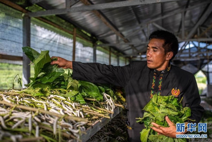 在云南省隴川縣隴把鎮(zhèn)曼崩村，董跑約在蠶棚里給“蠶寶寶”喂桑葉（8月21日攝）。 新華社記者 胡超 攝