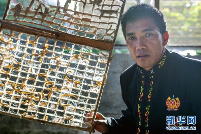 在云南省隴川縣隴把鎮(zhèn)曼崩村，董跑約展示在方格簇上準(zhǔn)備結(jié)繭的“蠶寶寶”（8月21日攝）。 新華社記者 胡超 攝