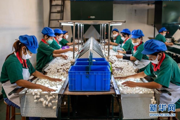 云南德宏正信實(shí)業(yè)股份有限公司的工人在分揀蠶繭（8月21日攝）。 新華社記者 胡超 攝