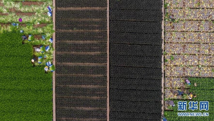 云南省玉溪市通海縣秀山街道農(nóng)民在田間勞作（3月3日攝，無人機(jī)照片）。新華社記者 胡超 攝