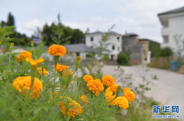 這是江西省尋烏縣文峰鄉(xiāng)上甲村一景（7月19日攝）。  新華社記者 彭昭之 攝