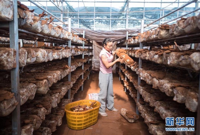 在湖北省十堰市鄖陽區(qū)青龍泉社區(qū)香菇產(chǎn)業(yè)基地，易地扶貧搬遷戶在大棚中忙碌（8月28日攝）。新華社記者 肖藝九 攝