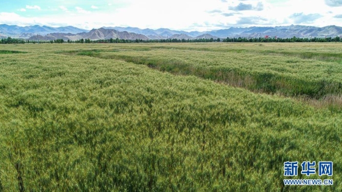 這是西藏日喀則市江孜縣江孜鎮(zhèn)東郊村的青稞田（8月28日攝，無(wú)人機(jī)照片）。  新華社記者 孫非 攝