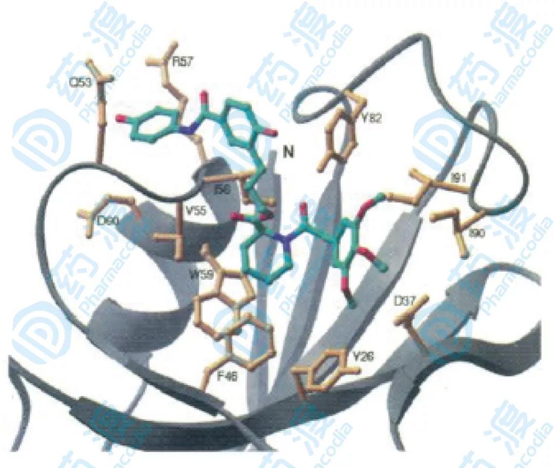 圖6.相互作用示意圖，黃色部分為結(jié)合蛋白和配體NOE效應(yīng)的部分