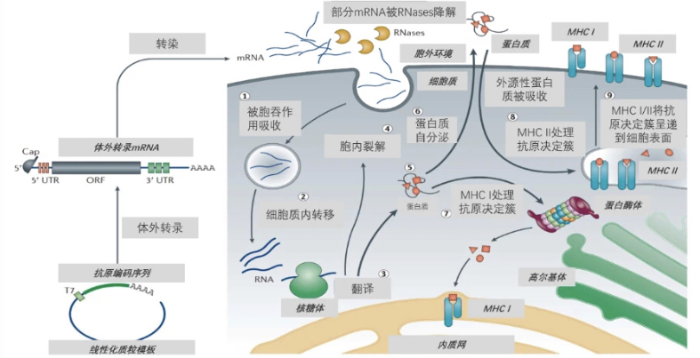mRNA藥物的作用機(jī)理