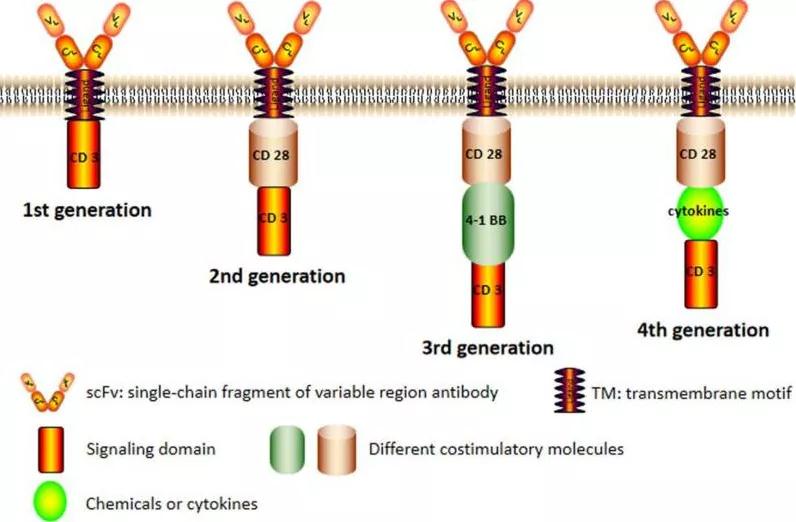 圖2：四代嵌合抗原受體(CAR)的結構