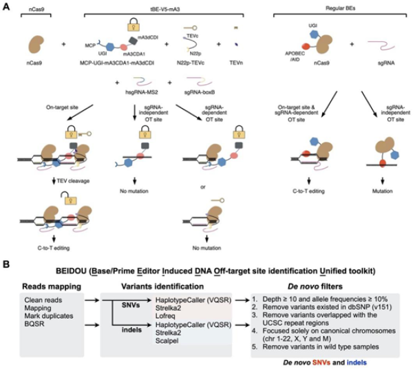 　?。ˋ）tBE作用的原理示意圖。以tBE-V5-mA3為例，其可在靶位點去除dCDI產(chǎn)生高效編輯效果，但在OTss和OTsg位點時由于dCDI的存在可以抑制非靶向突變。（B）BEIDOU計算分析流程評估堿基編輯的潛在全基因組水平脫靶