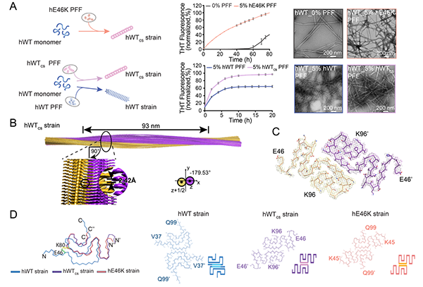 圖1.E46K纖維體外交叉接種WT α-syn蛋白，形成與E46K纖維類似的結(jié)構(gòu)