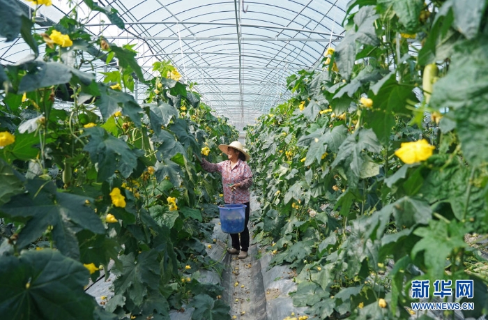 　　△村民在位于江西省于都縣梓山鎮(zhèn)潭頭村的果蔬種植基地工作（4月29日攝）。新華社記者 萬(wàn)象 攝