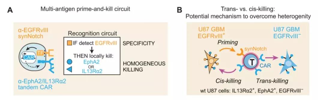 智能CAR-T細(xì)胞療法的設(shè)計(jì)和作用機(jī)理，通過與特異性抗原結(jié)合的synNotch系統(tǒng)調(diào)節(jié)識別周圍癌細(xì)胞的CAR的表達(dá)（圖片來源：參考資料[4]）