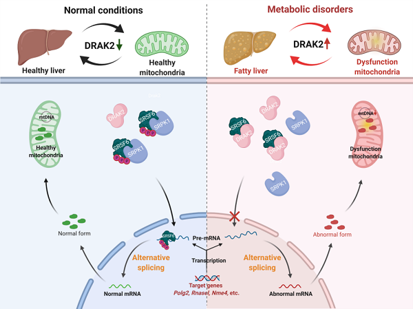 DRAK2-SRSF6介導(dǎo)非酒精性脂肪肝炎的分子機制