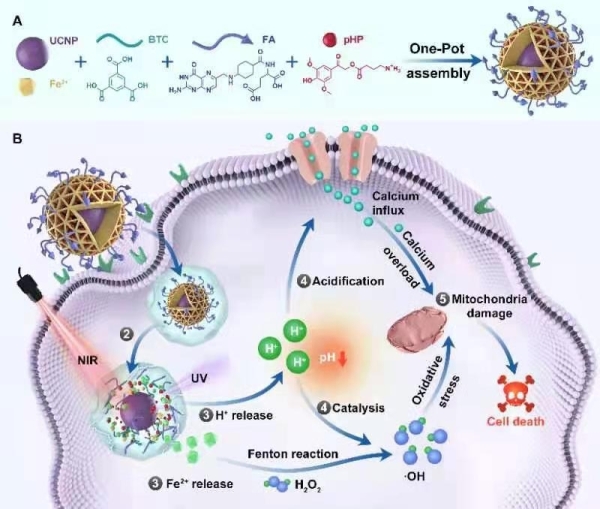?。ˋ）抗腫瘤納米制劑的構(gòu)建