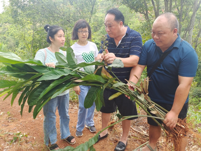 圖為調(diào)研組在高良姜種植基地查看藥材種質(zhì)資源。