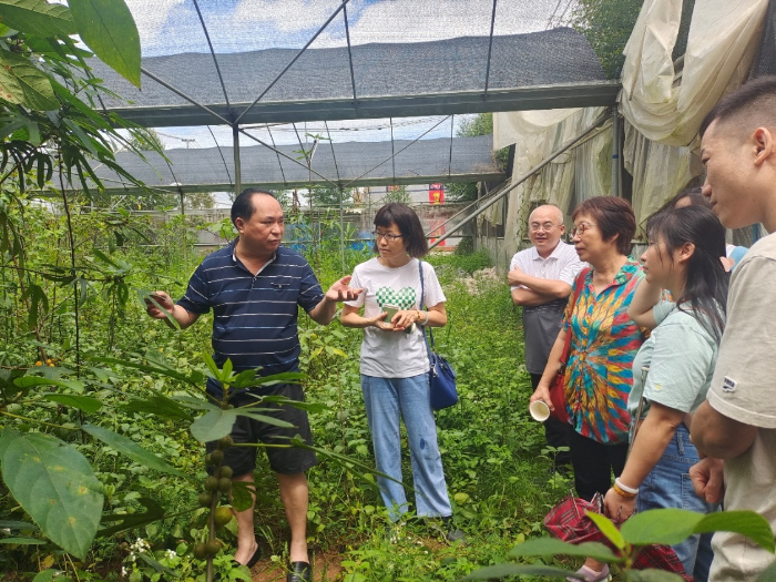 圖為調(diào)研組在中藥材培育基地查看藥材生長情況。