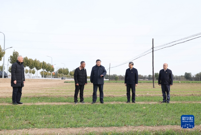11月10日，中共中央總書記、國家主席、中央軍委主席習(xí)近平在北京、河北考察災(zāi)后恢復(fù)重建工作。這是10日下午，習(xí)近平在河北保定涿州市刁窩鎮(zhèn)萬全莊村村邊農(nóng)田察看冬小麥長勢。新華社記者 王曄 攝